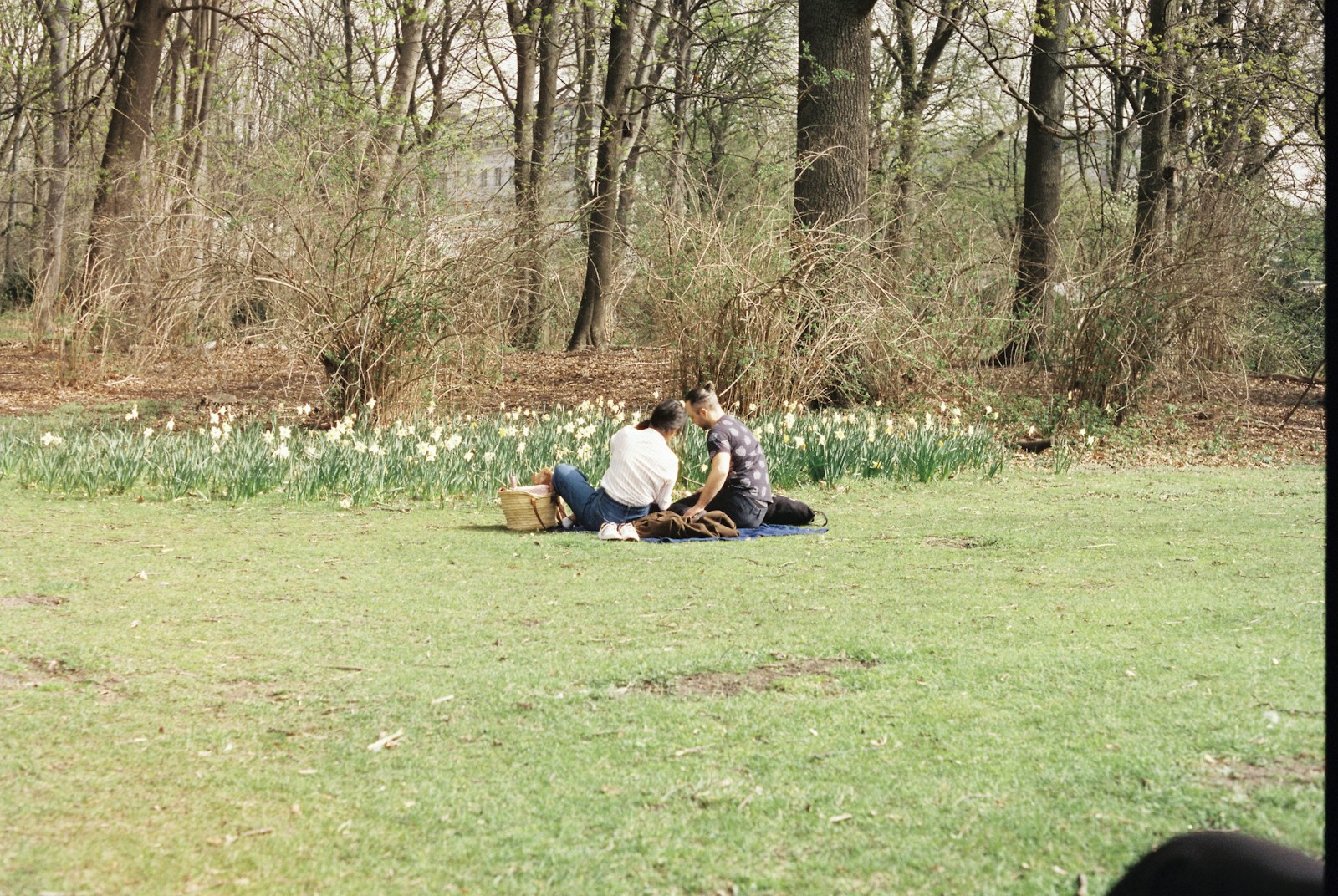 Couple having a quiet picnic in a field of daffodils
